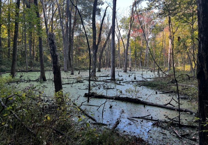 Swamp